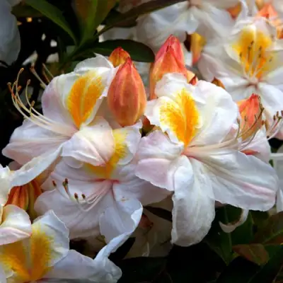 Азалия СИЛЬВЕР СЛИППЕР листопадная в Барановичах