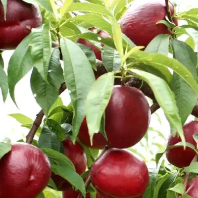 Нектарин ФАНТАЗИЯ в Барановичах