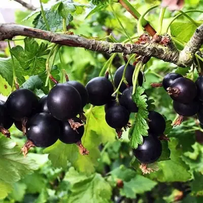 Йошта КРЫМСКАЯ в Барановичах