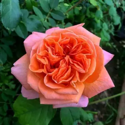 Роза РЕНЕ ГОССИНИ чайно-гибридная в Барановичах