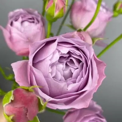 саженцы розы ЛАВЕНДЕР БАБЛС