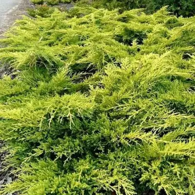 Можжевельник ОЛД ГОЛД средний в Барановичах