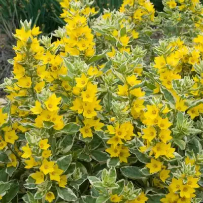 Вербейник АЛЕКСАНДР точечный в Барановичах