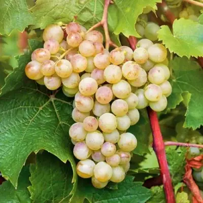 Виноград КРИСТАЛЛ в Барановичах