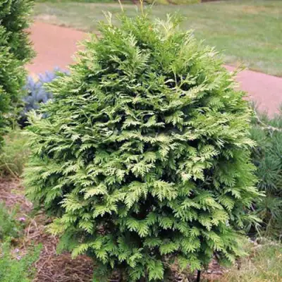 Туя ВАРЕАНА ЛЮТЕСЦЕНС западная в Барановичах