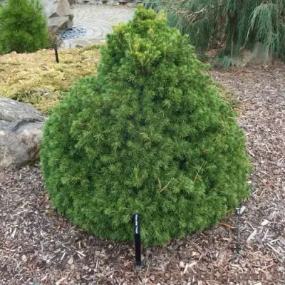 Ель ТОМПА обыкновенная в Барановичах