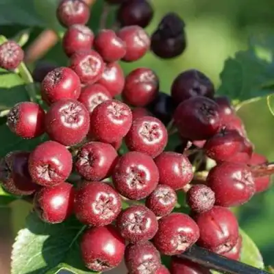 Рябина БУРКА сладкоплодная в Барановичах