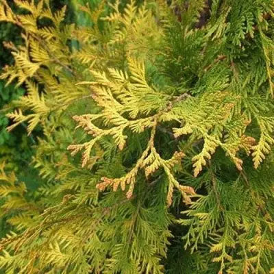 Туя ГОЛДЕН БРАБАНТ западная в Барановичах