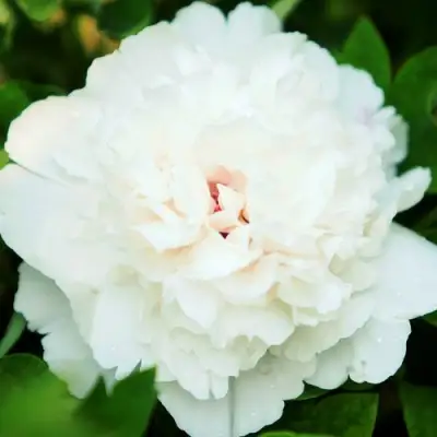 Пион СНЕЖНАЯ КРЕПОСТЬ древовидный в Барановичах