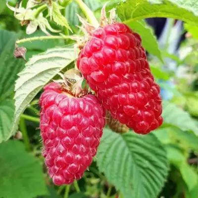 Малина ПШЕХИБА в Барановичах