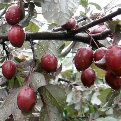 Слива НИГРА растопыреная в Барановичах