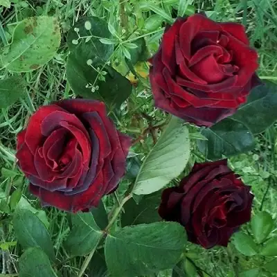 Роза ПАПА МЕЙЯН чайно-гибридная в Барановичах