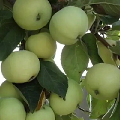 Яблоня ПАПИРОВКА в Барановичах