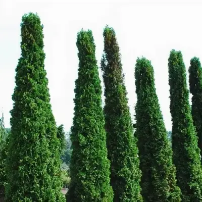 Туя ДЕГРУТ СПАЙР западная в Барановичах