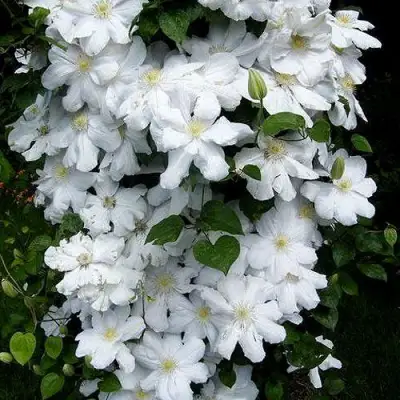 Клематис ТОКИ в Барановичах