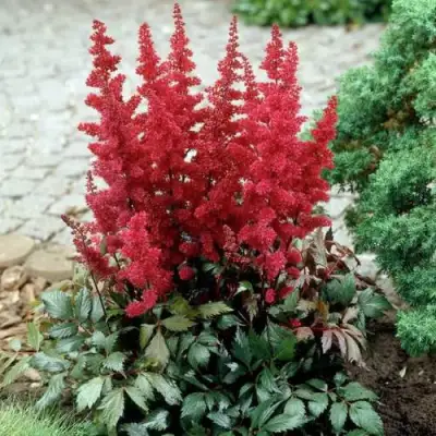 Астильба ГРАНАТ Арендса в Барановичах