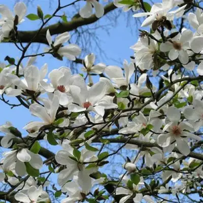 Магнолия АЛЬБА СУПЕРБА в Барановичах