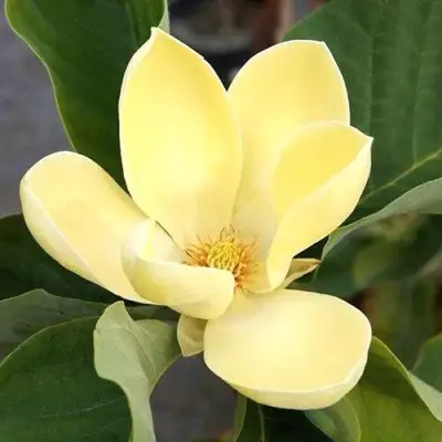 Магнолия ЕЛЛОУ ЛАНТЕРН в Барановичах