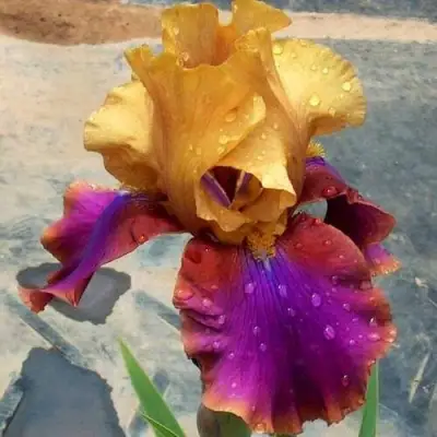 Ирис ГАЛА МАДРИД бородатый в Барановичах