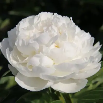 Пион СНЕЖНАЯ КРЕПОСТЬ древовидный в Барановичах