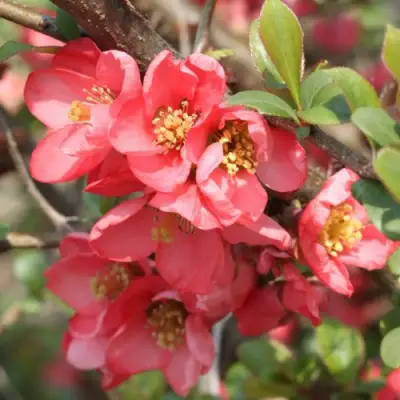 Айва ПИНК КВИН в Барановичах