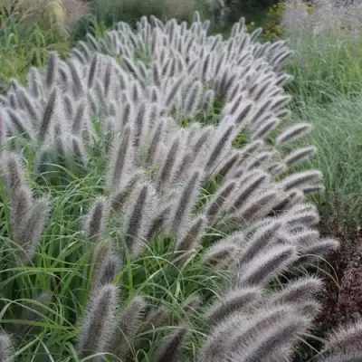 Пеннисетум БЛЭК БЬЮТИ в Барановичах