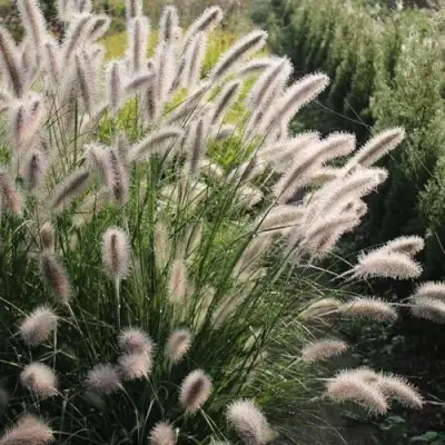 Пеннисетум ЛЕДИ Ю в Барановичах