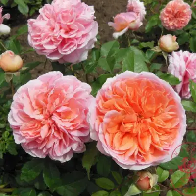 Роза ЧИППЕНДЕЙЛ чайно-гибридная в Барановичах