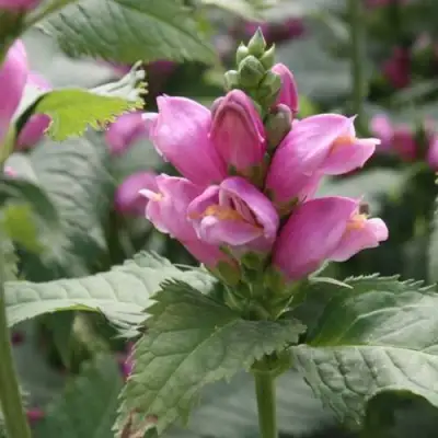 Хелоне КОСАЯ в Барановичах