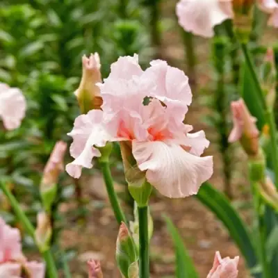 Ирис ПИНК ХОРАЙЗОН бородатый в Барановичах