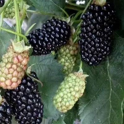 Ежевика ПРАЙМ АРК ФРИДОМ ремонтантная  в Барановичах