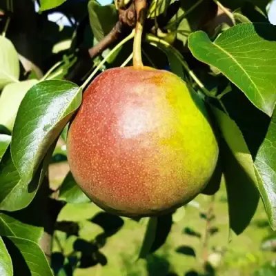 Груша КУПАЛА в Барановичах