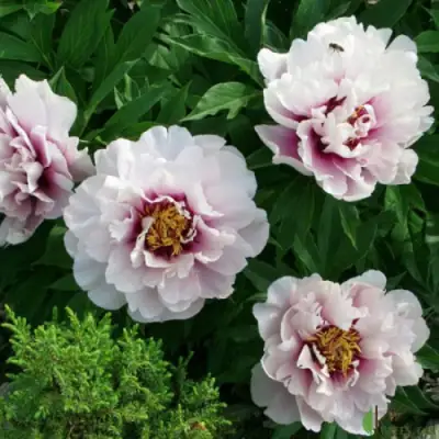 Пион КОРА ЛУИЗА ито-гибрид в Барановичах