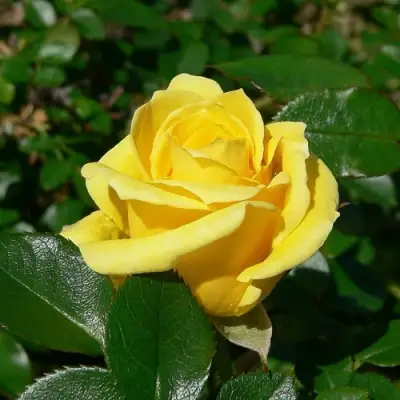 Роза ПАПИЛОН чайно-гибридная в Барановичах