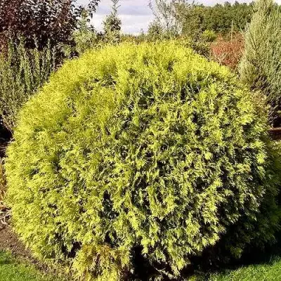 Туя ГЛОБОЗА АУРЕА западная в Барановичах