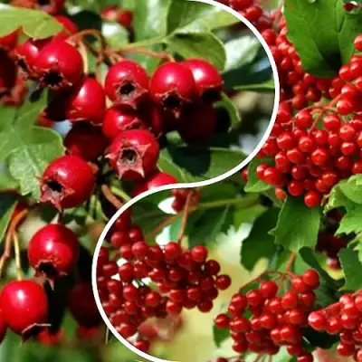 Комплект БУДЬ ЗДОРОВ в Барановичах