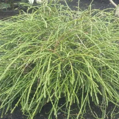 Туя ФИЛИФОРМИС   в Барановичах