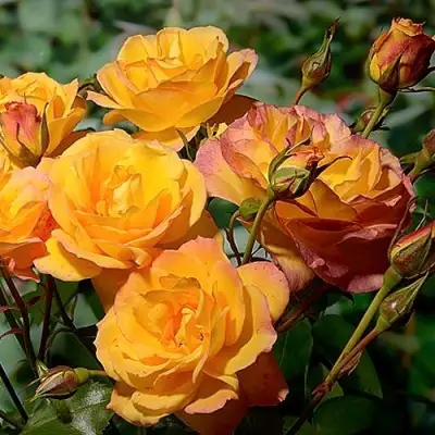 Роза САХАРА плетистая в Барановичах