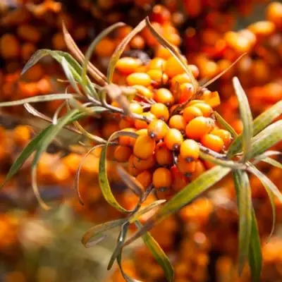 Облепиха ФИНСКАЯ в Барановичах