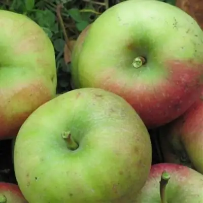 Яблоня ПАМЯТЬ СИКОРЫ в Барановичах