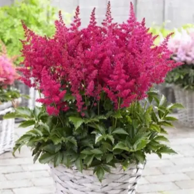 Астильба ЛАКИ ДЕЙ Арендса в Барановичах