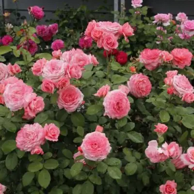 Роза ИНСТИТУТ ЛЮМЬЕР шраб в Барановичах