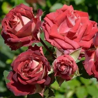 Роза ТИРАМИСУ спрей в Барановичах