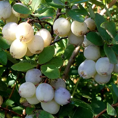 Голубика СНЕГУРОЧКА в Барановичах