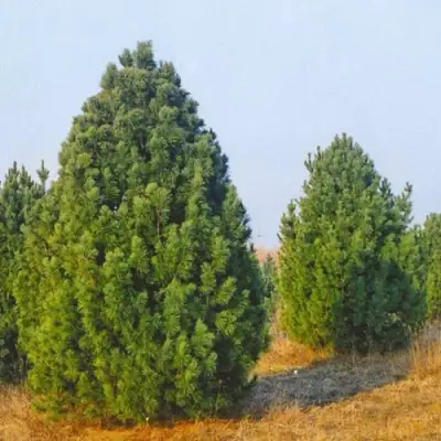 Сосна черная ПИРАМИДАЛИС в Барановичах