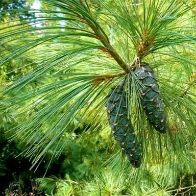 Сосна гриффита в Барановичах