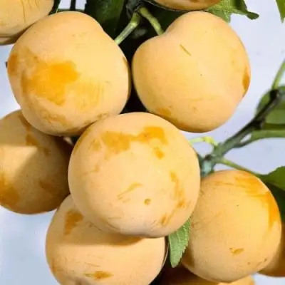 Слива РЕНКЛОД ранний в Барановичах