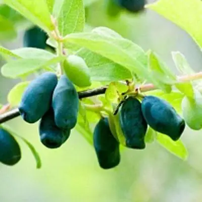 Жимолость съедобная АМФОРА в Барановичах