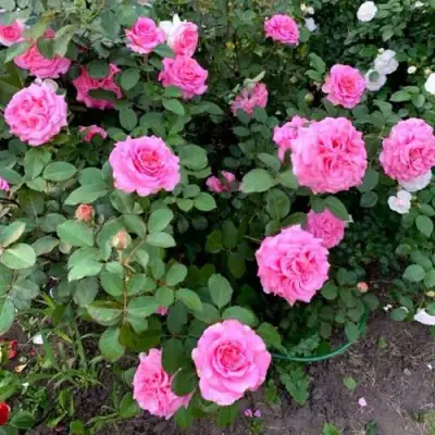 Роза ЭШЛИ чайно-гибридная в Барановичах