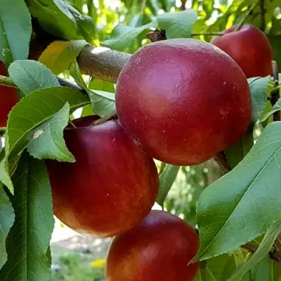 Нектарин ФАНТАЗИЯ в Барановичах